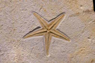 Etoile de mer fossile (Astérie fossile)